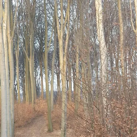 Gesztenye-lak